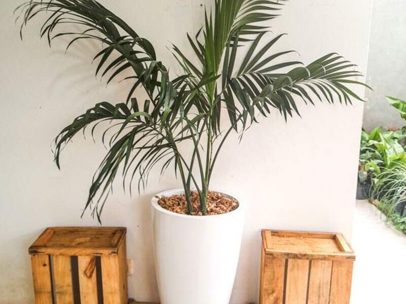 Palmera Hawaiana Bolivia 