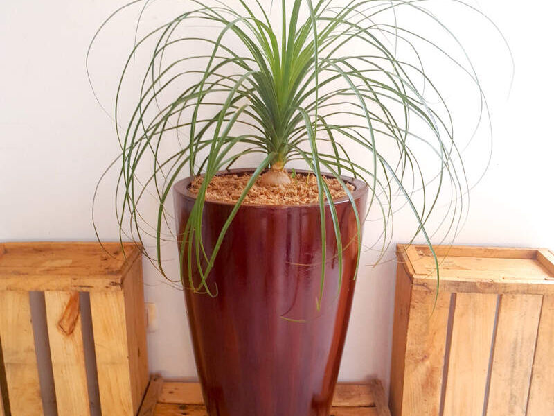 Palmera Pata de Elefante Bolivia