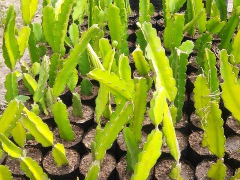 Pitaya Bolivia