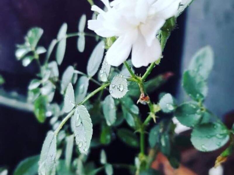 Rositas ramillete Bolivia