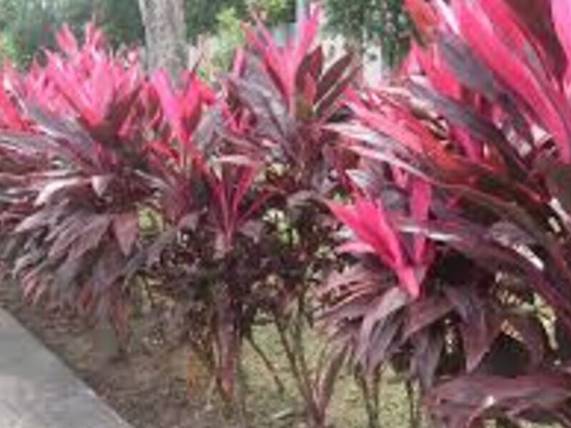  Cordyline fruticosa Bolivia 