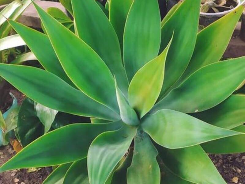 Agave attenuata Bolivia
