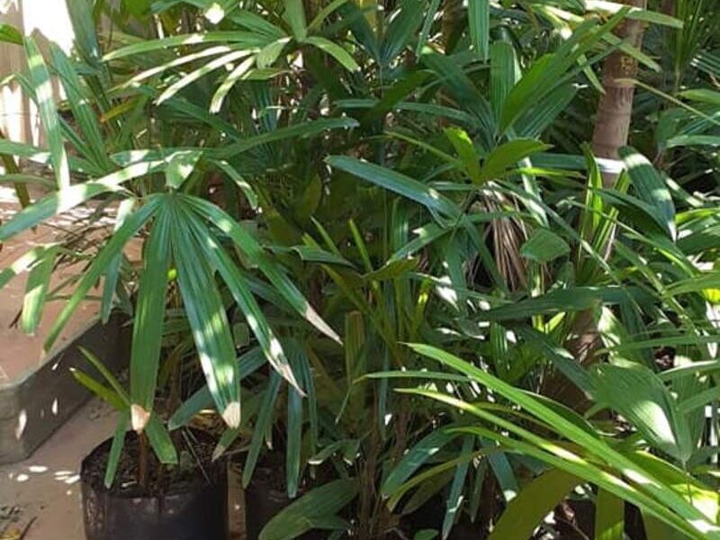 Palmera 2 Bolivia 