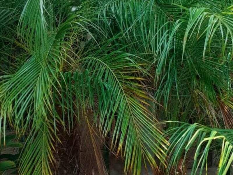 Palmera 4 Bolivia 