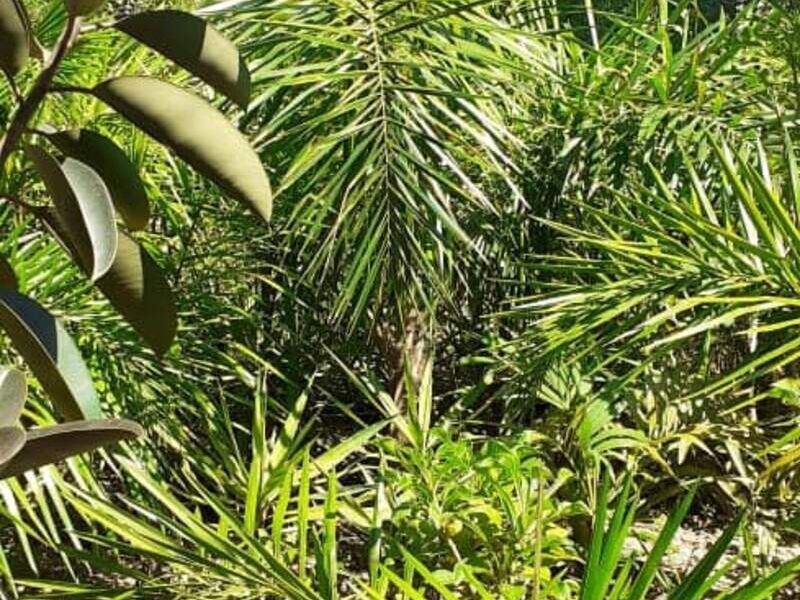Palmera 5 Bolivia 