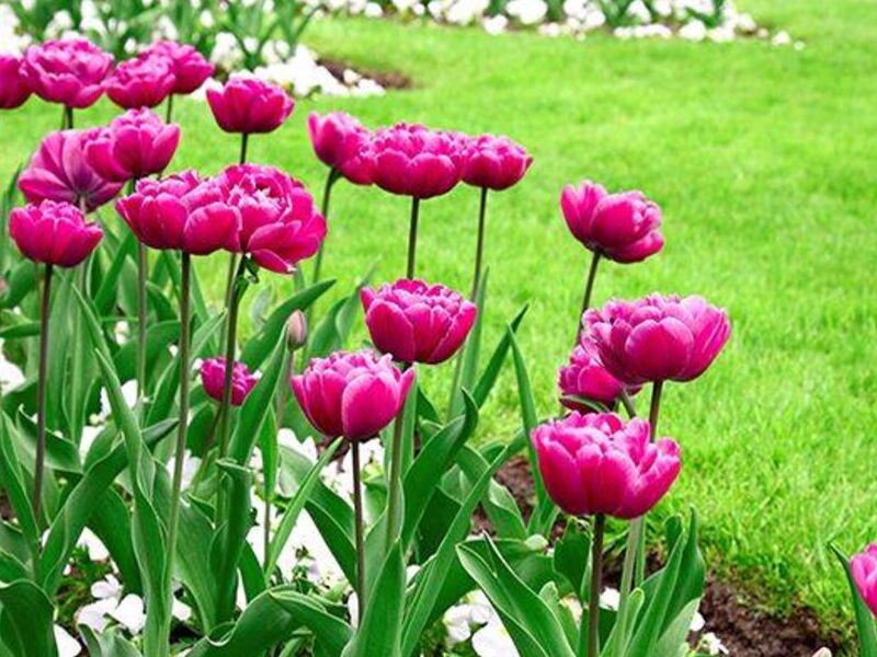 Tulipanes Bolivia