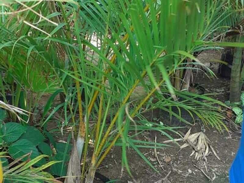 Palmera 7 Bolivia