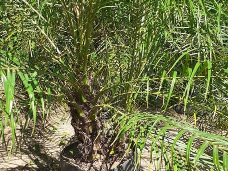 Palmera 8 Bolivia 