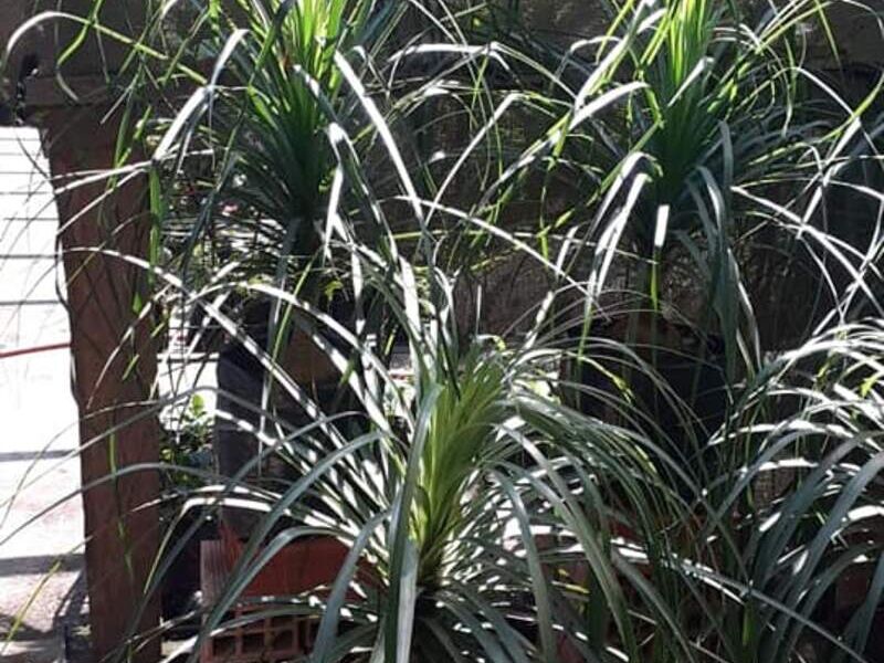 Palmera 9 Bolivia 