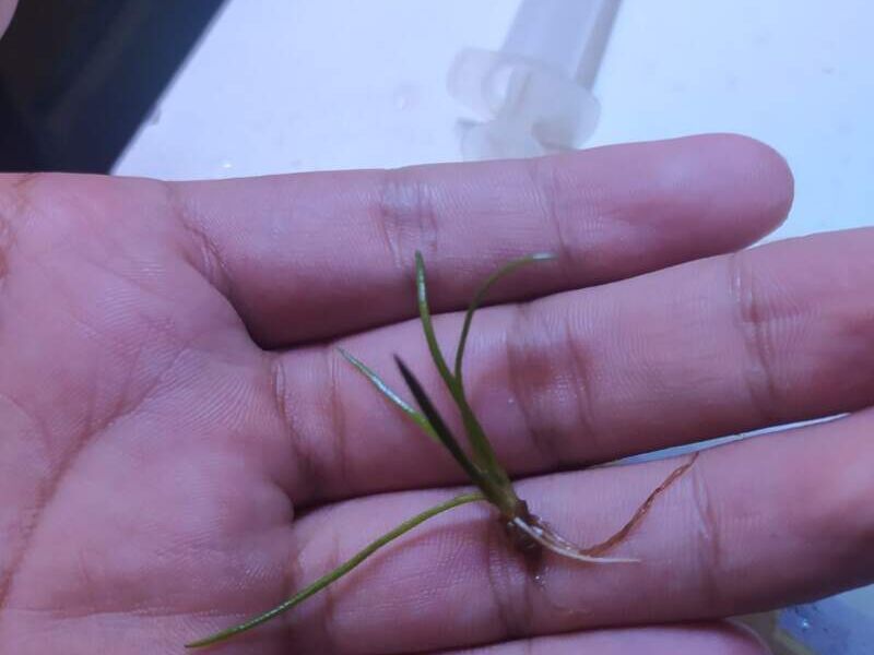 Liottiorella uniflora Bolivia 