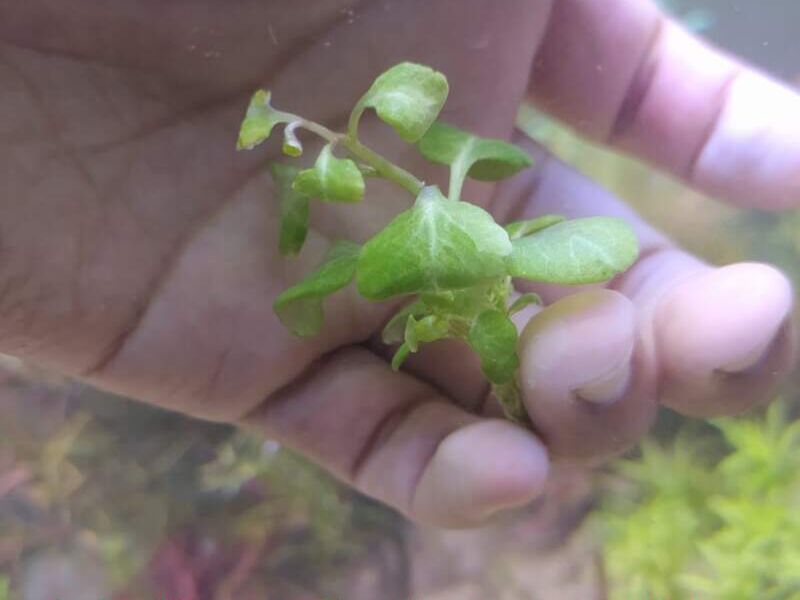 Lobelia cardinales Bolivia 