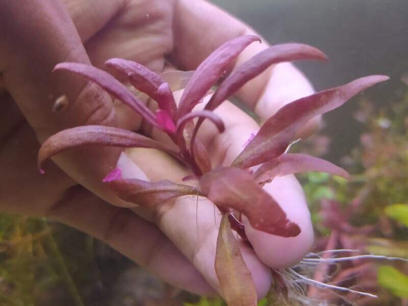 ALthernantera Bolivia