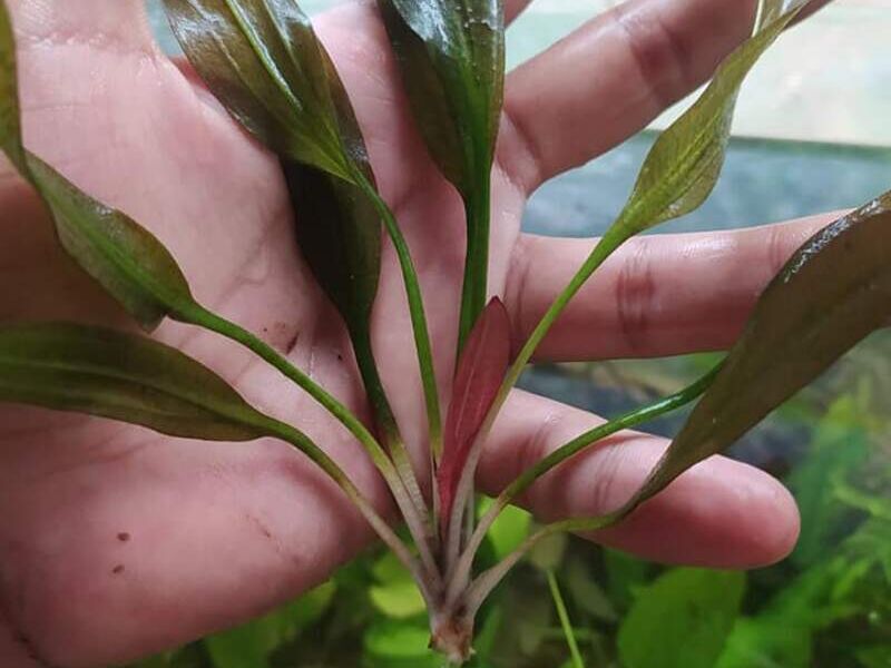 Planta acuario Bolivia