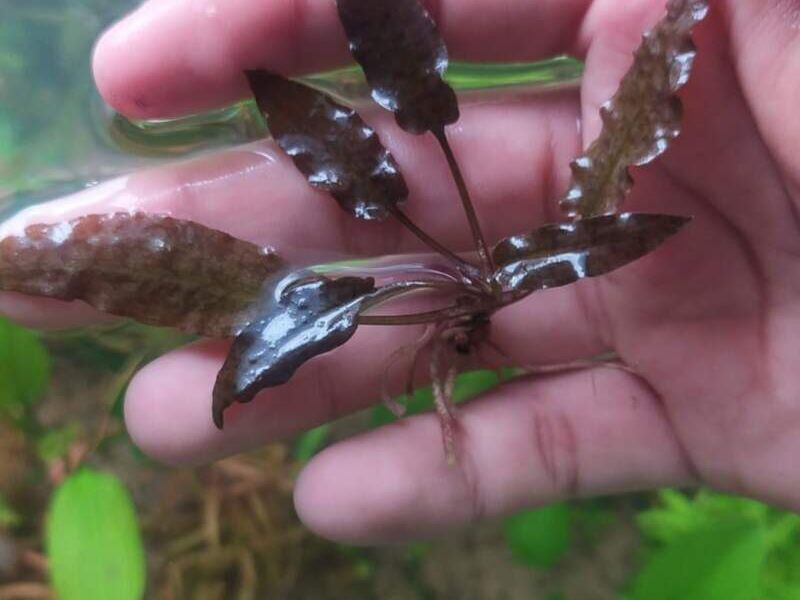 Planta acuario 2 Bolivia