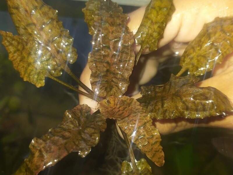 Planta acuario 3 Bolivia