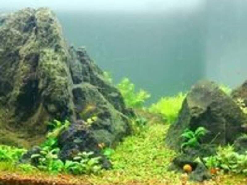 Acuario Bolivia 