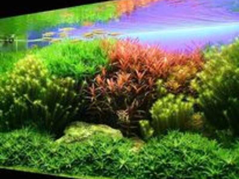 Acuario 2 Bolivia 