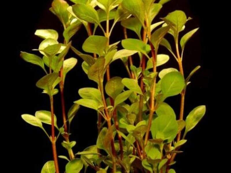 Ludwigia Palustris Bolivia
