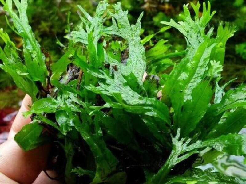 Vallisneria Enana Bolivia