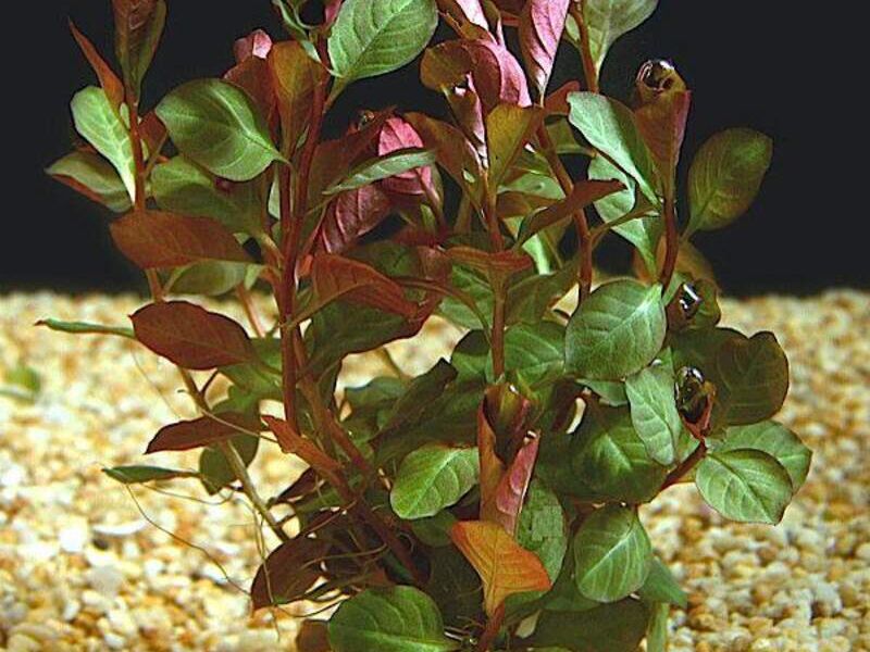 Microsorum wendilov Bolivia