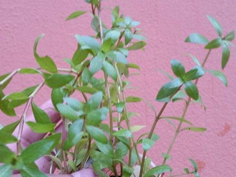 Hygrophyla corimbosa Var. Glabra Bolivia