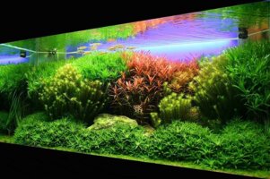 Aqua Plantas Bolivia