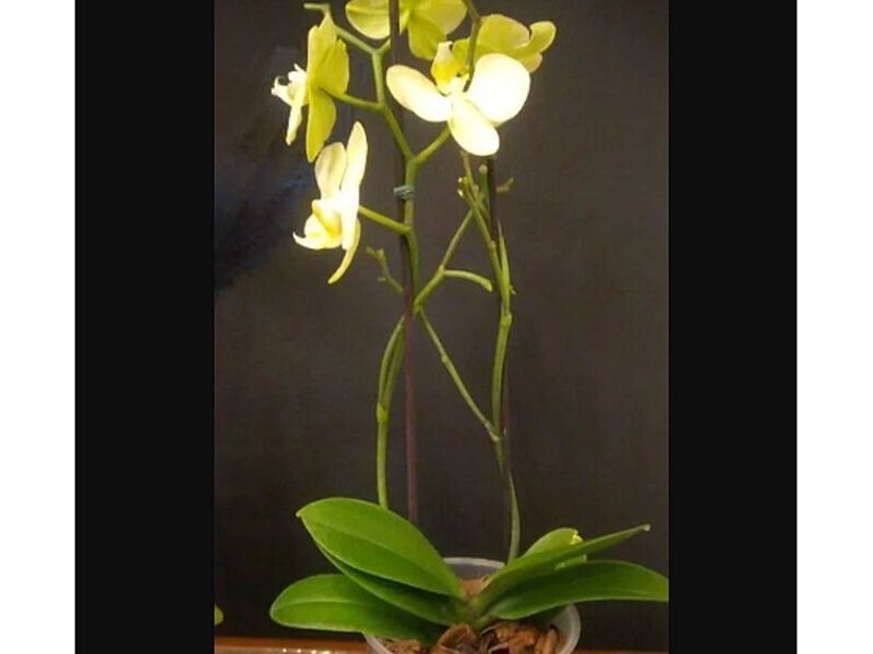 Orquidea Mini Bolivia 