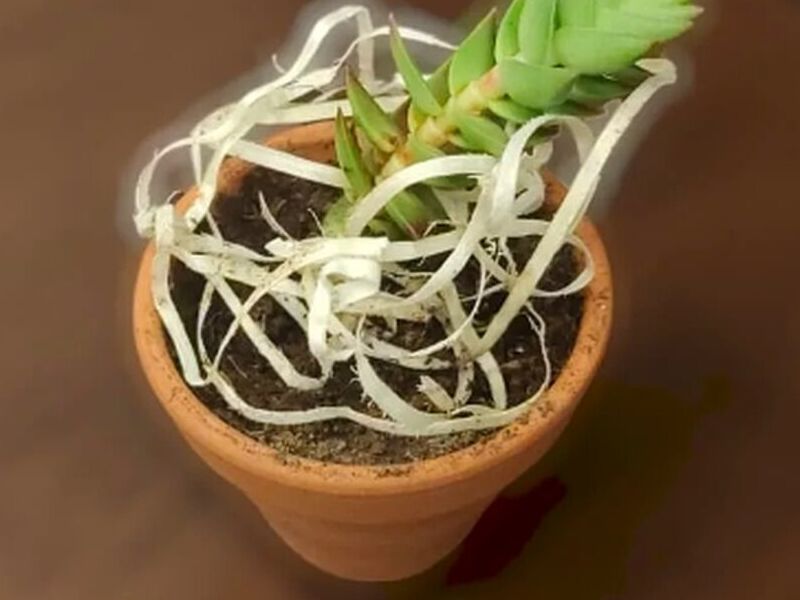 Mini Suculenta en envase de barrio Bolivia 