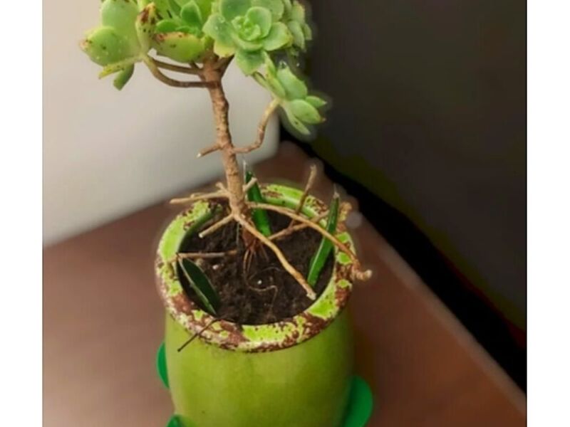 Suculenta árbol Bolivia 