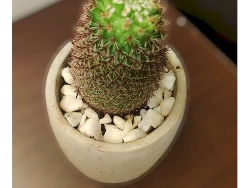 Cactus Bolivia