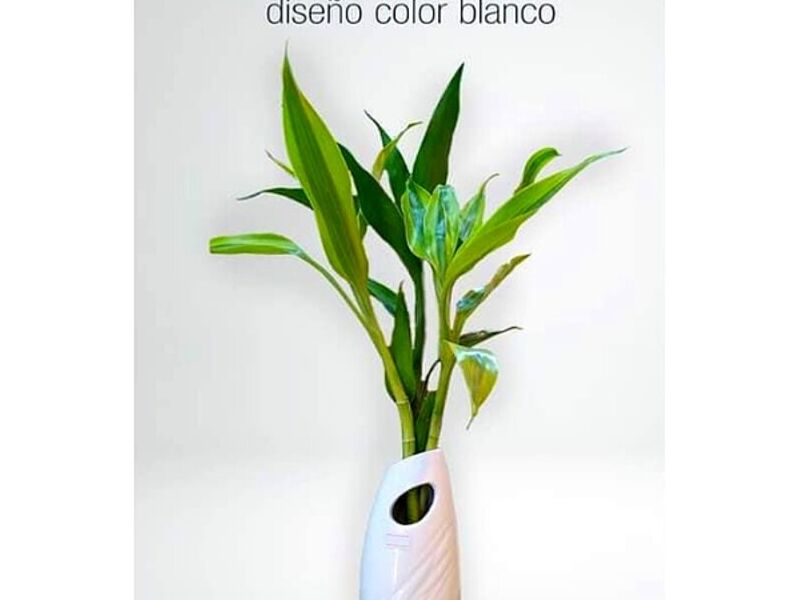 Maceta Porcelana Bolivia