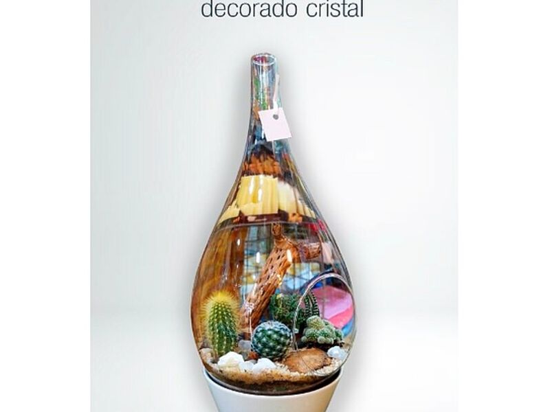 Terrario Cactus Bolivia