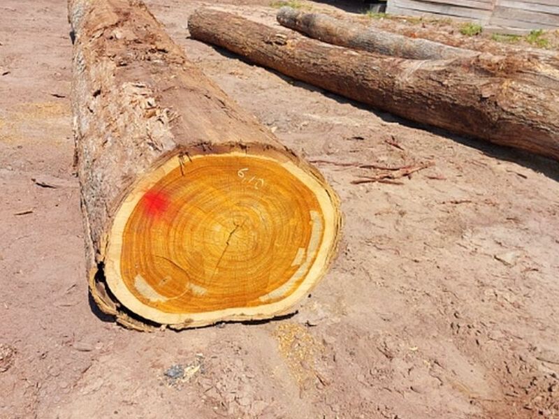 TRONCO DE MADERA SANTA CRUZ