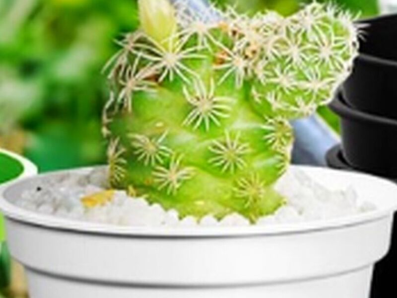 Maceta de plastico blanco Bolivia