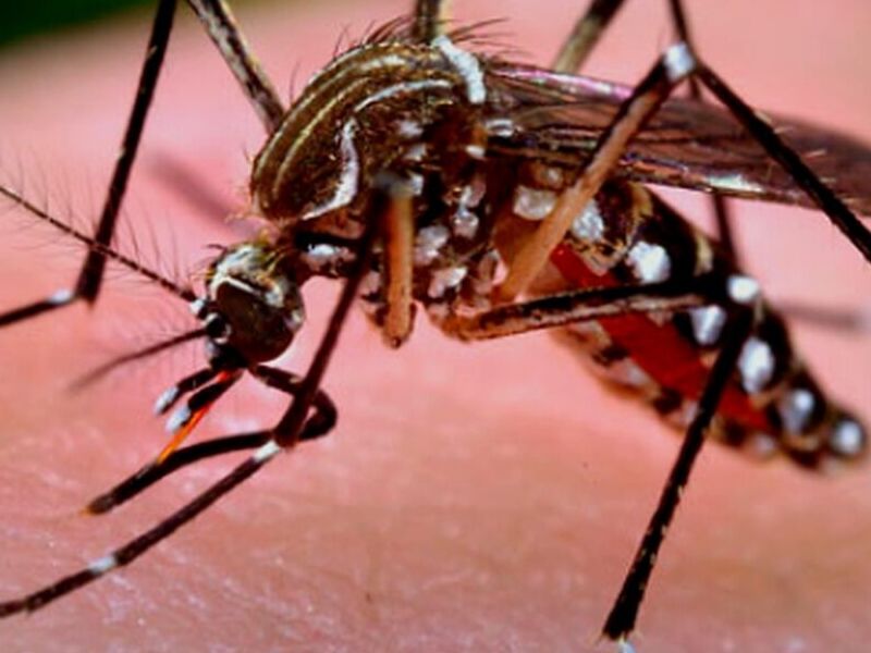 Fumigación Mosquito Bolivia