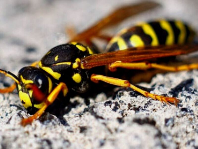 FUMIGACIÓN ABEJAS BOLIVIA
