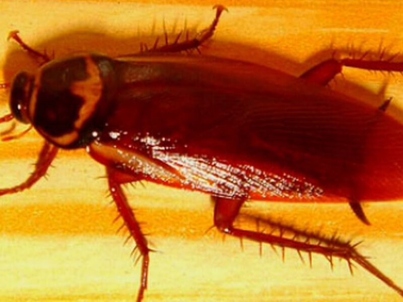 Fumigación Insectos Bolivia