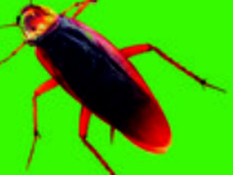 Fumigación Insectos Bolivia