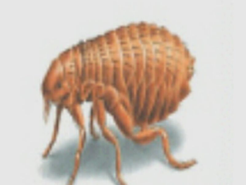 FUMIGACIÓN PULGAS BOLIVIA
