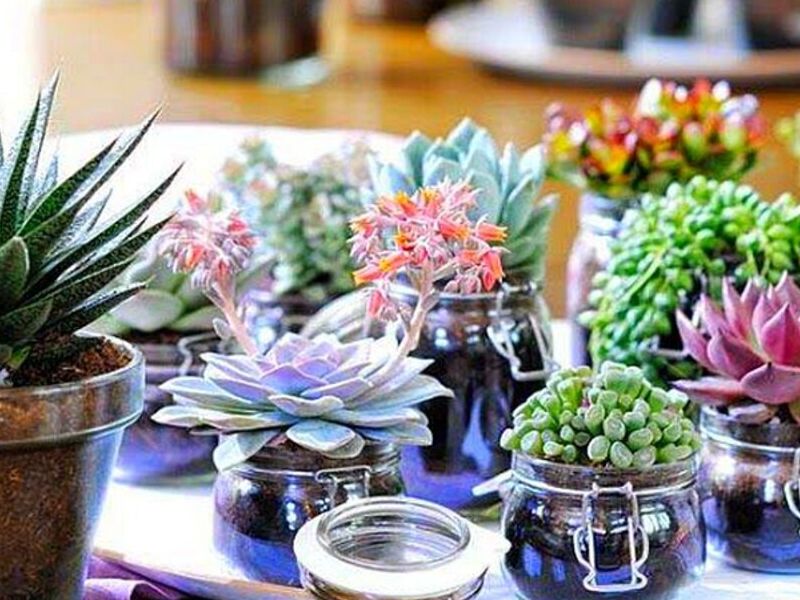 Jardín Miniatura Suculentas Bolivia