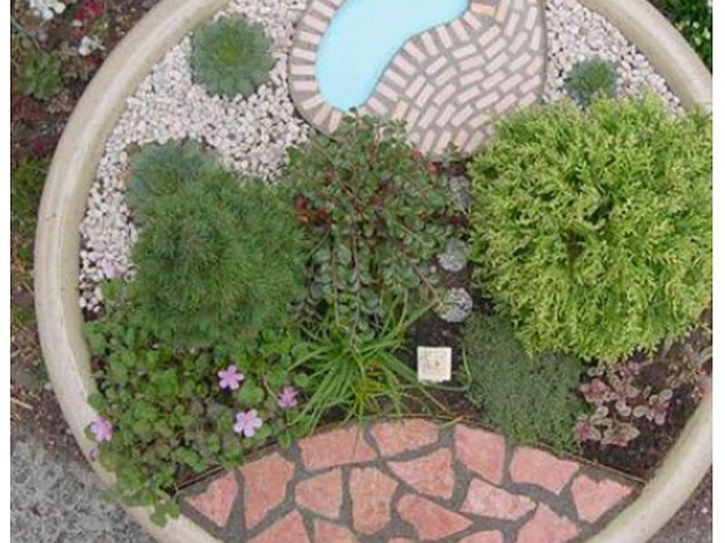 Jardín Miniatura Cipress Bolivia