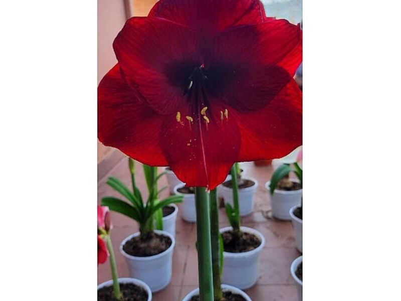 Flor Azucena Roja Bolivia 