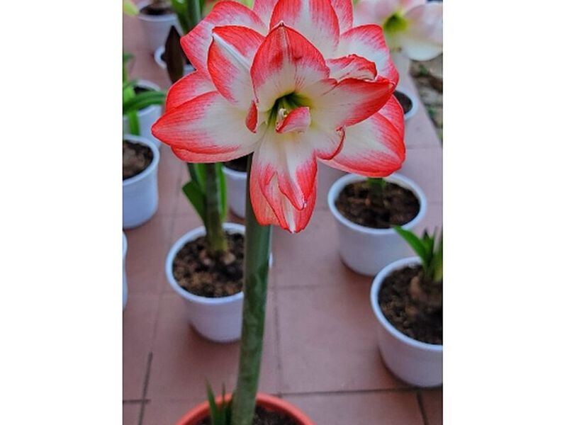 Flor Azucena Bicolor Bolivia 