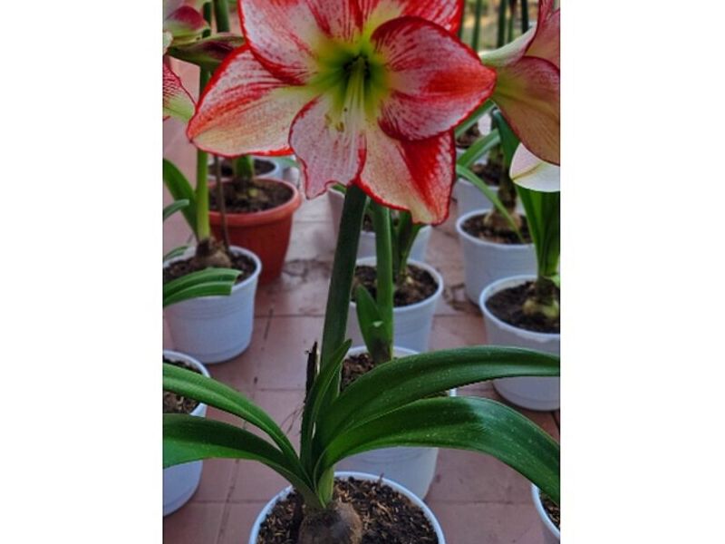 Flor Azucena Tomate Bolivia 