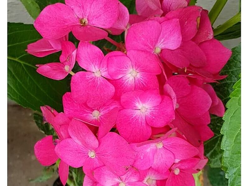 Flor Hortensia Bolivia 