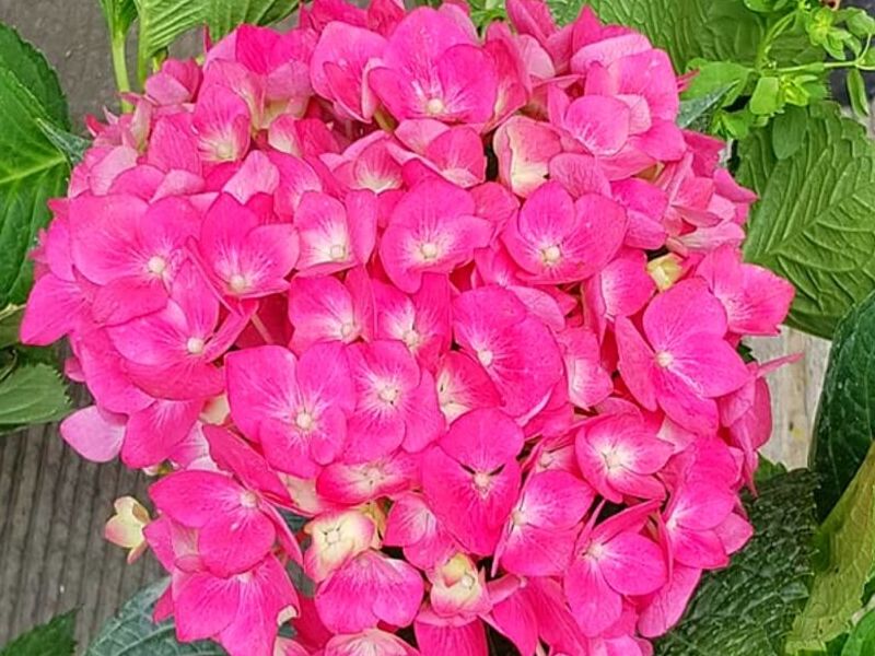 Flor Hortensia Rosada Bolivia 