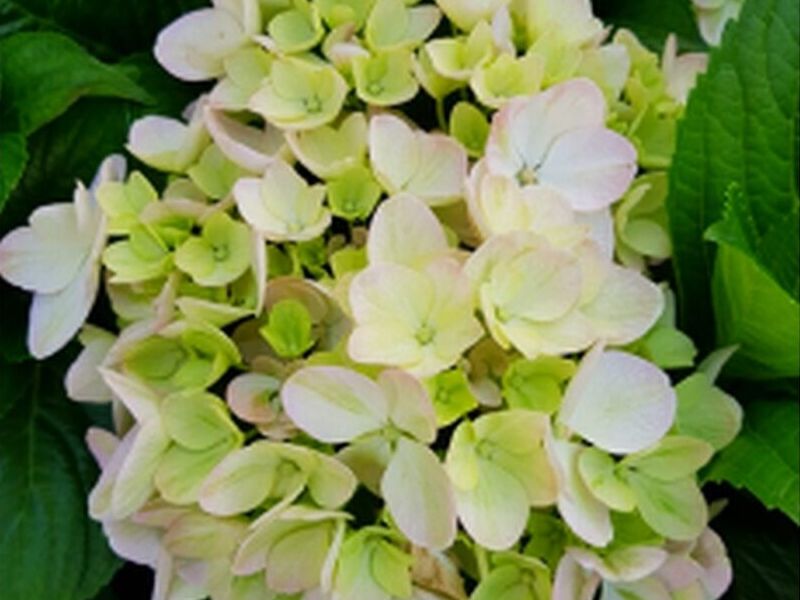 Flor Hortensia Blancas Bolivia 