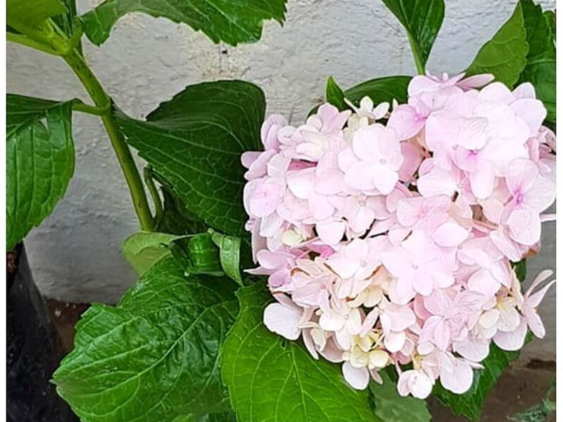 Flor Hortensia Rosado Claro Bolivia 
