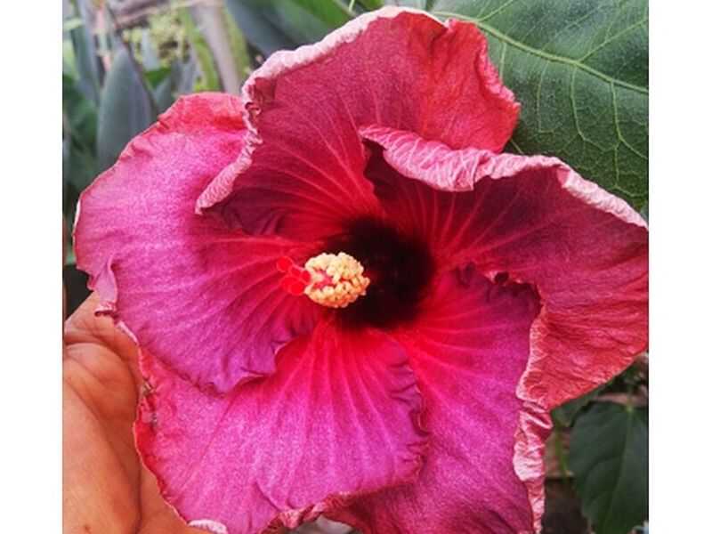 Amapola Rosada Bolivia