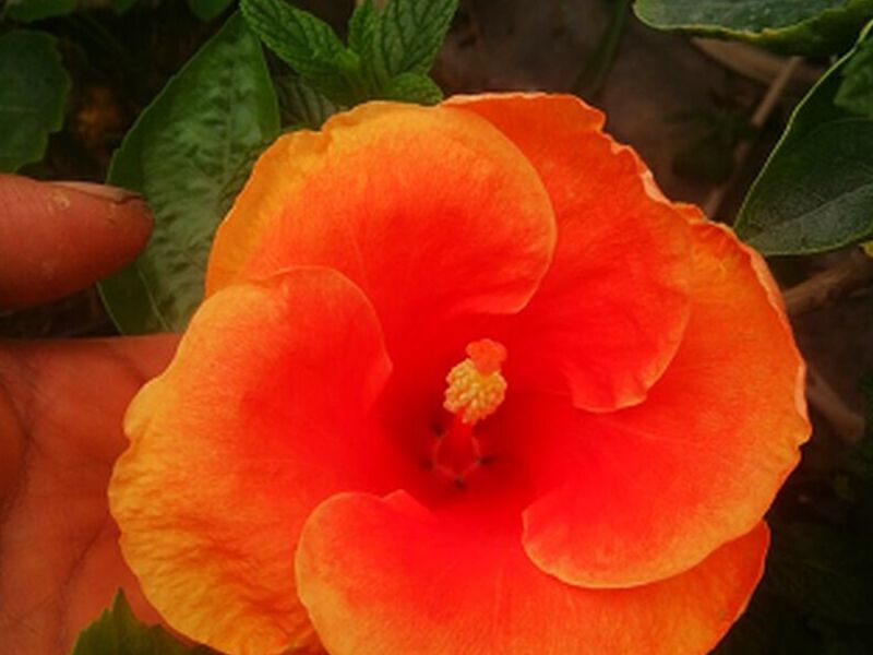 Amapola Tomate Bolivia